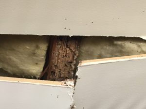 pest damage perth